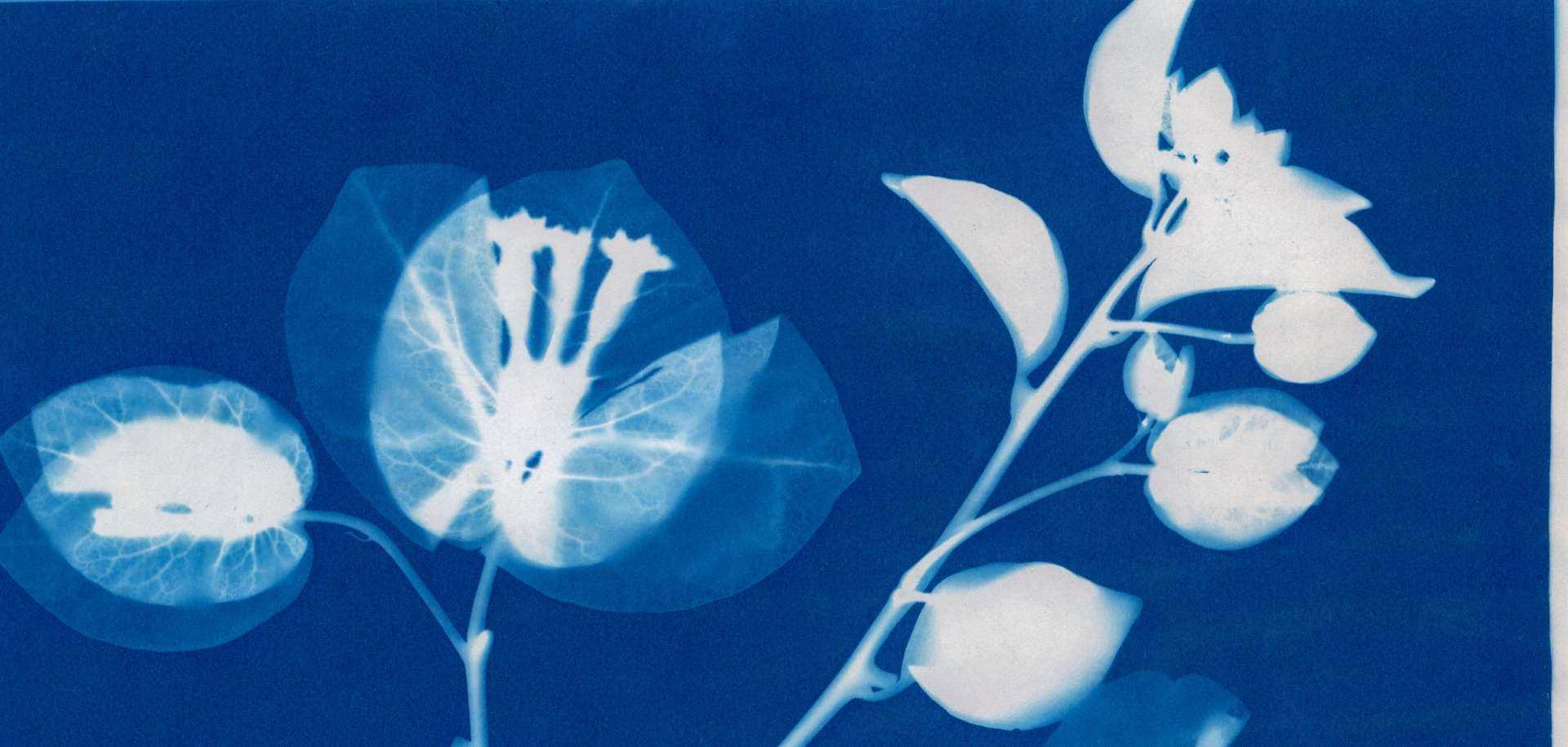Cyanotype Printing With Polly Garnett | Power Plants