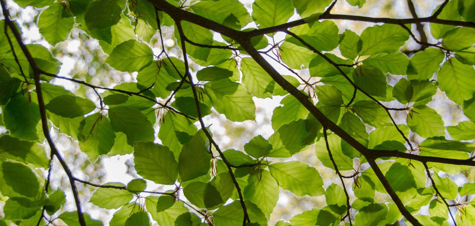 Nature Baths with Michaela McDaid | Power Plants