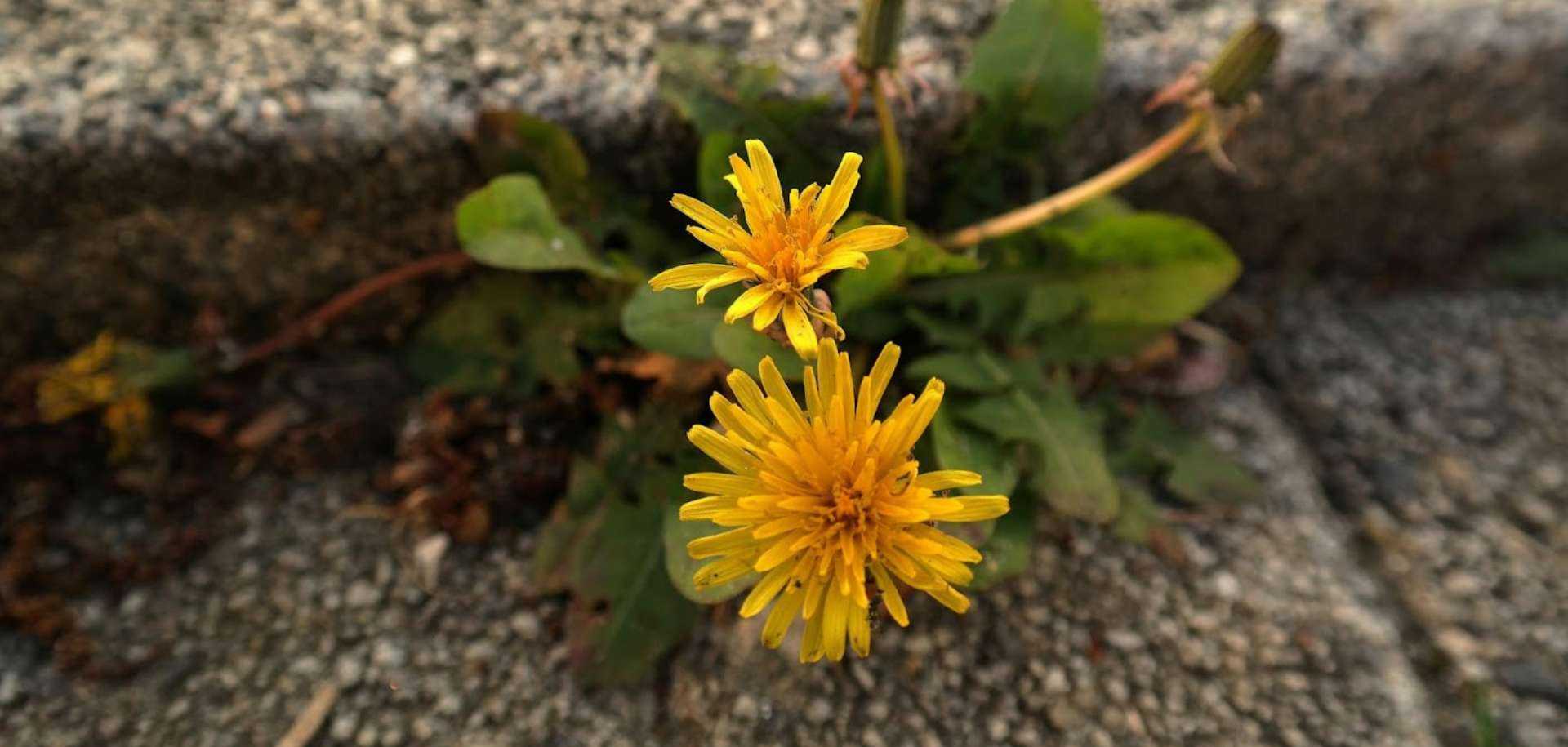 Transformative Allyship: How to Love (and Be Loved by) Weeds | Power Plants